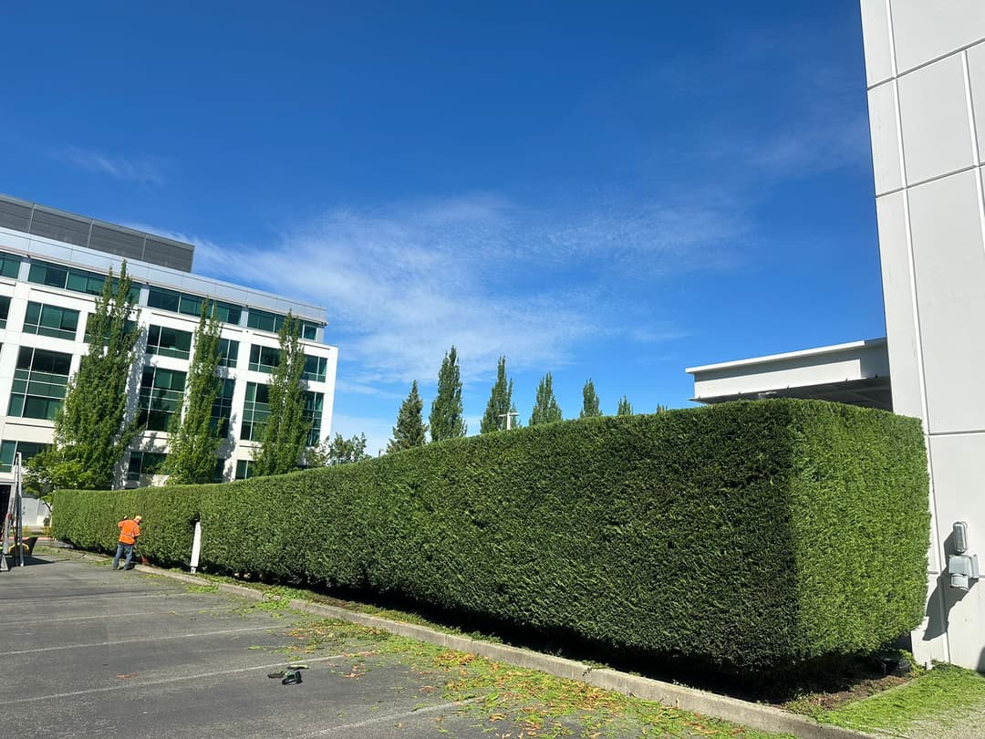 picture of pruned thick bushes