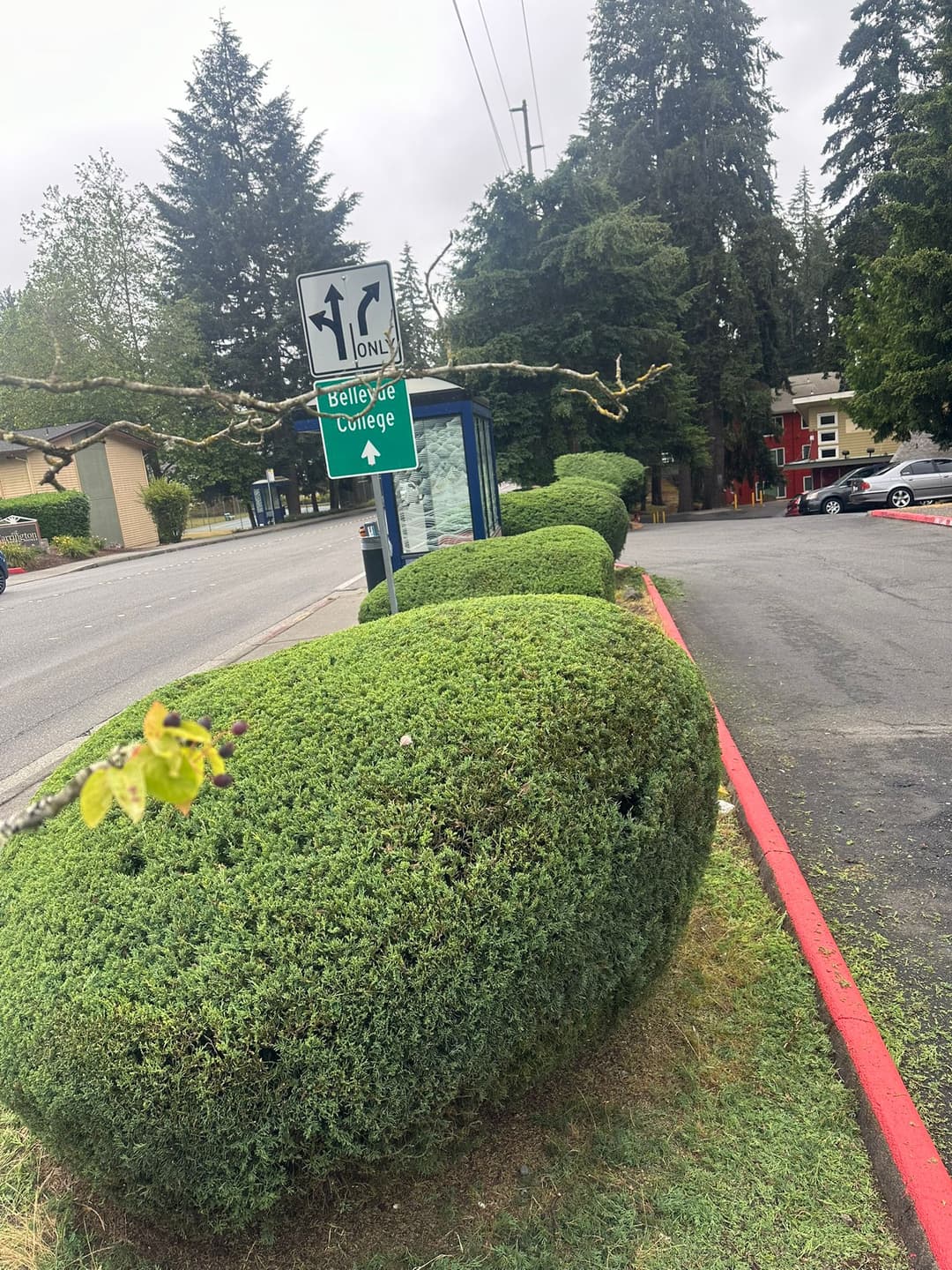 picture of pruned bushes and manicured lawn and cut grass